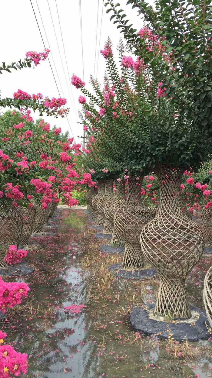 微信图片_20180608104227