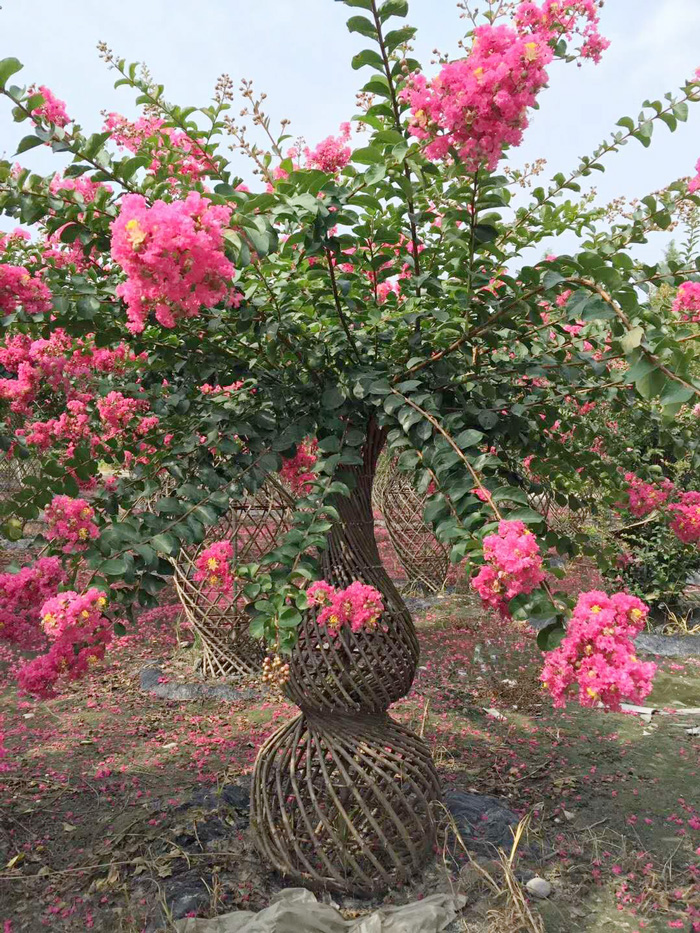 微信图片_20180608104225