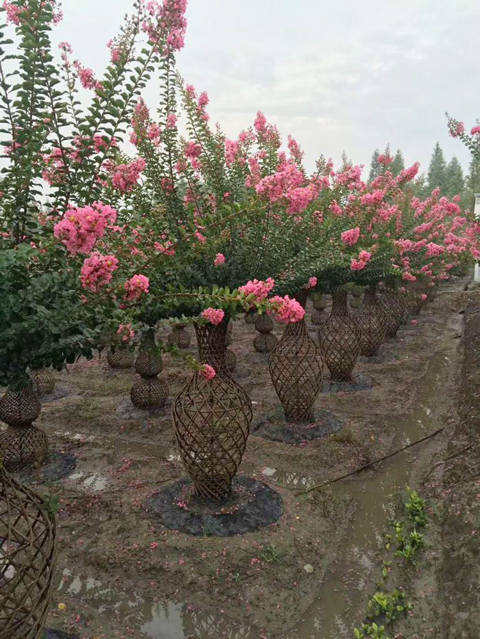 微信图片_20180608104222