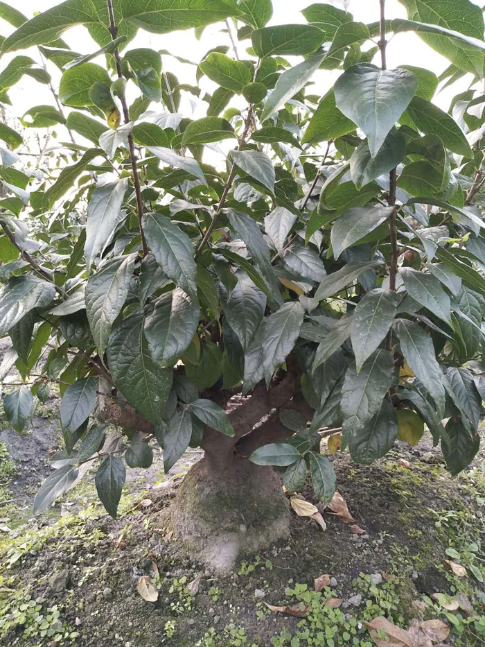 微信图片_20180608104220