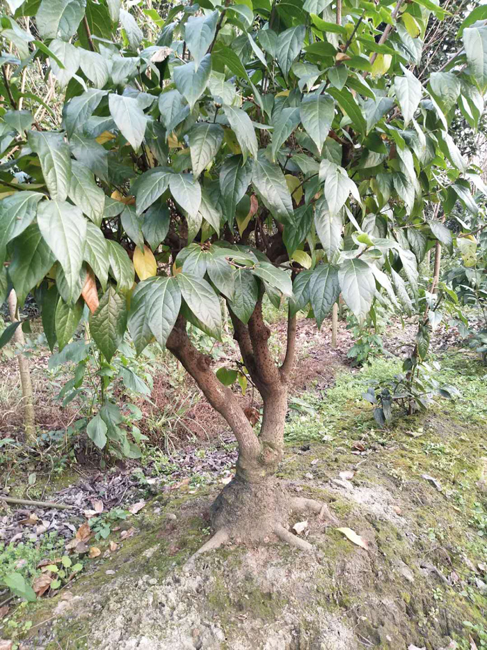 微信图片_20180608104218