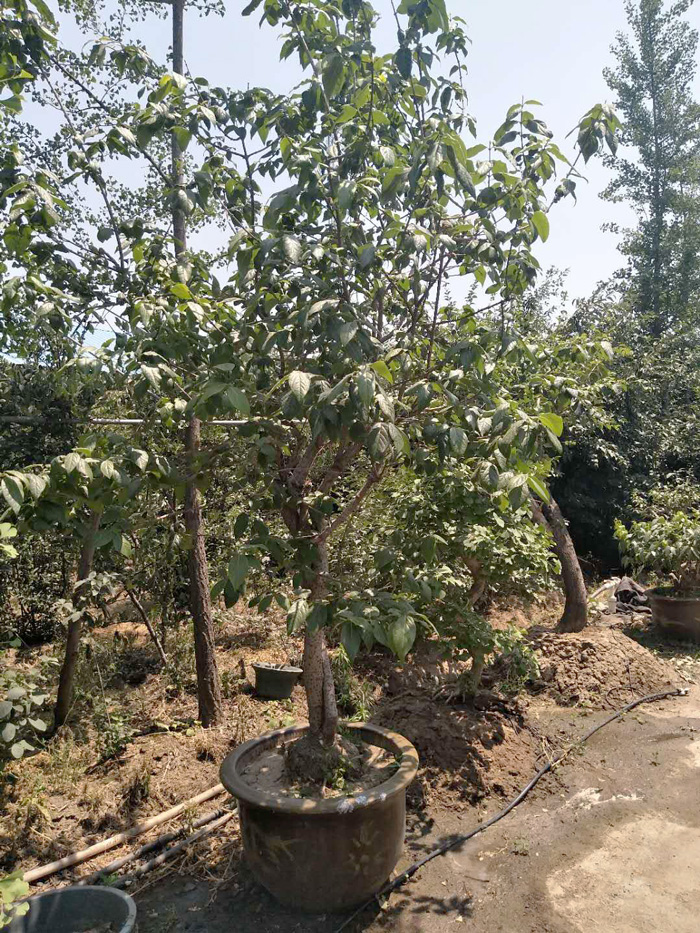 微信图片_20180608104144